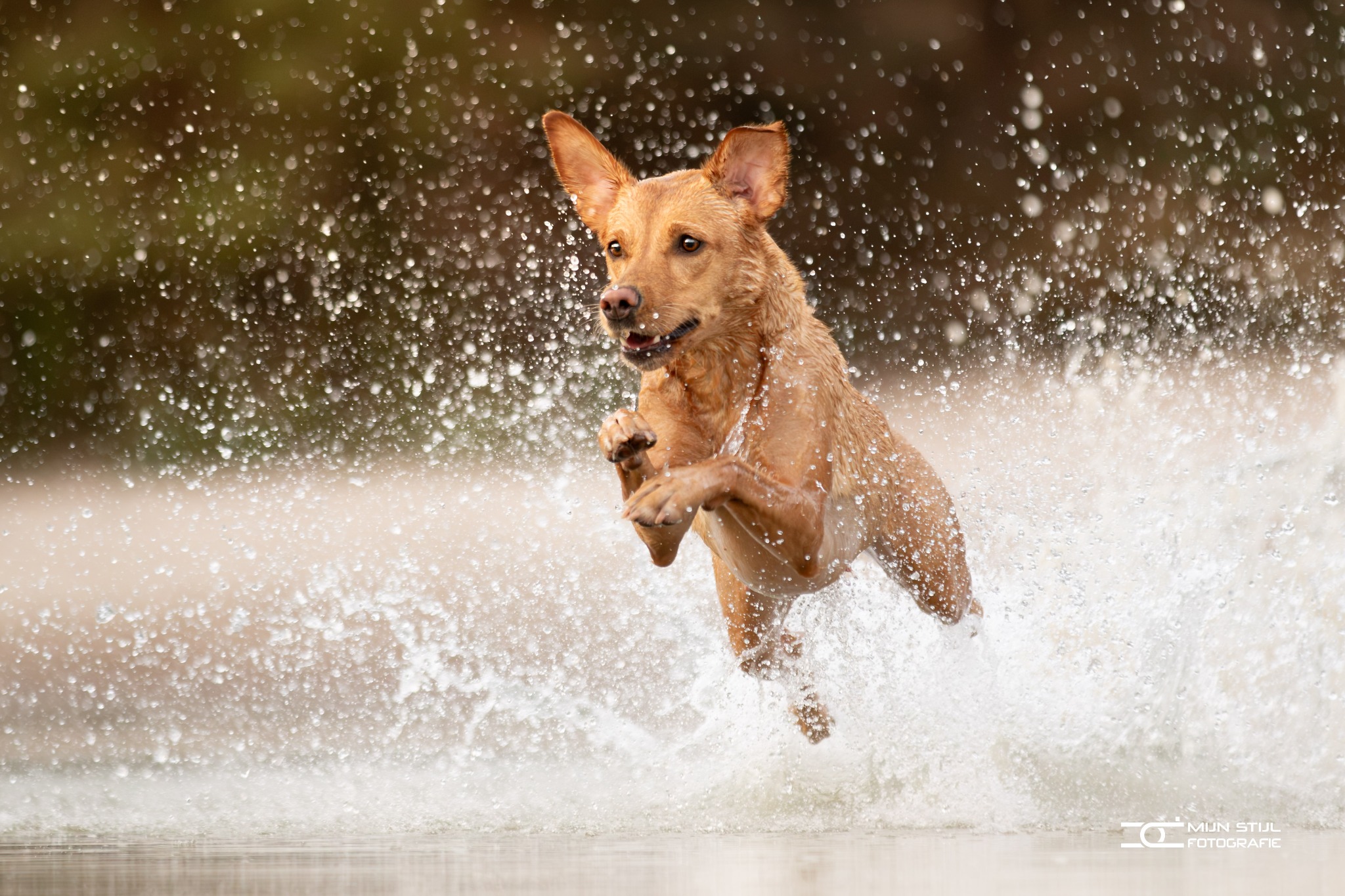 Een bruine hond springt door het water met scherpe ogen en opspattende waterdruppels.
