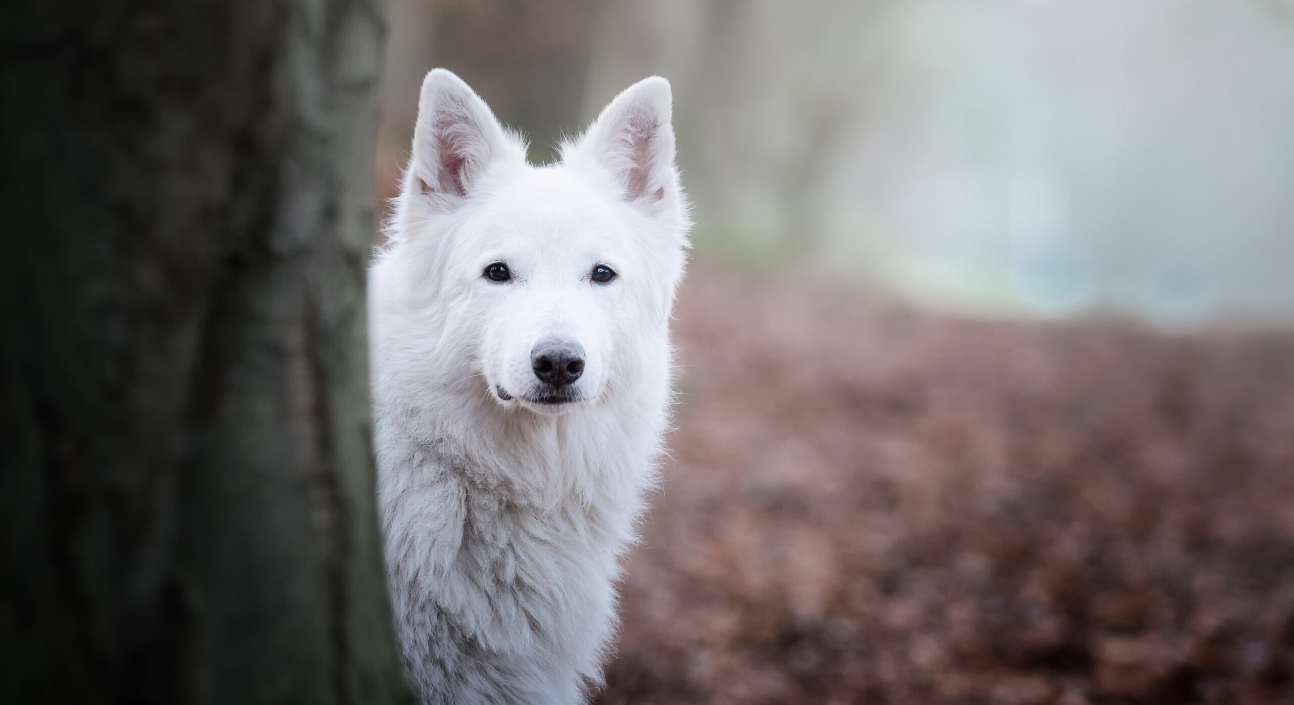 Een witte herder kijkt naar de camera met een onscherpe bosachtergrond.