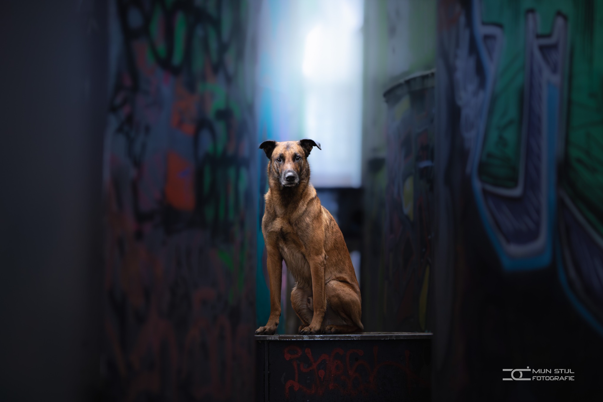 Een bruine hond zit op een bankje tussen blauwe muren en kleurrijke graffiti.