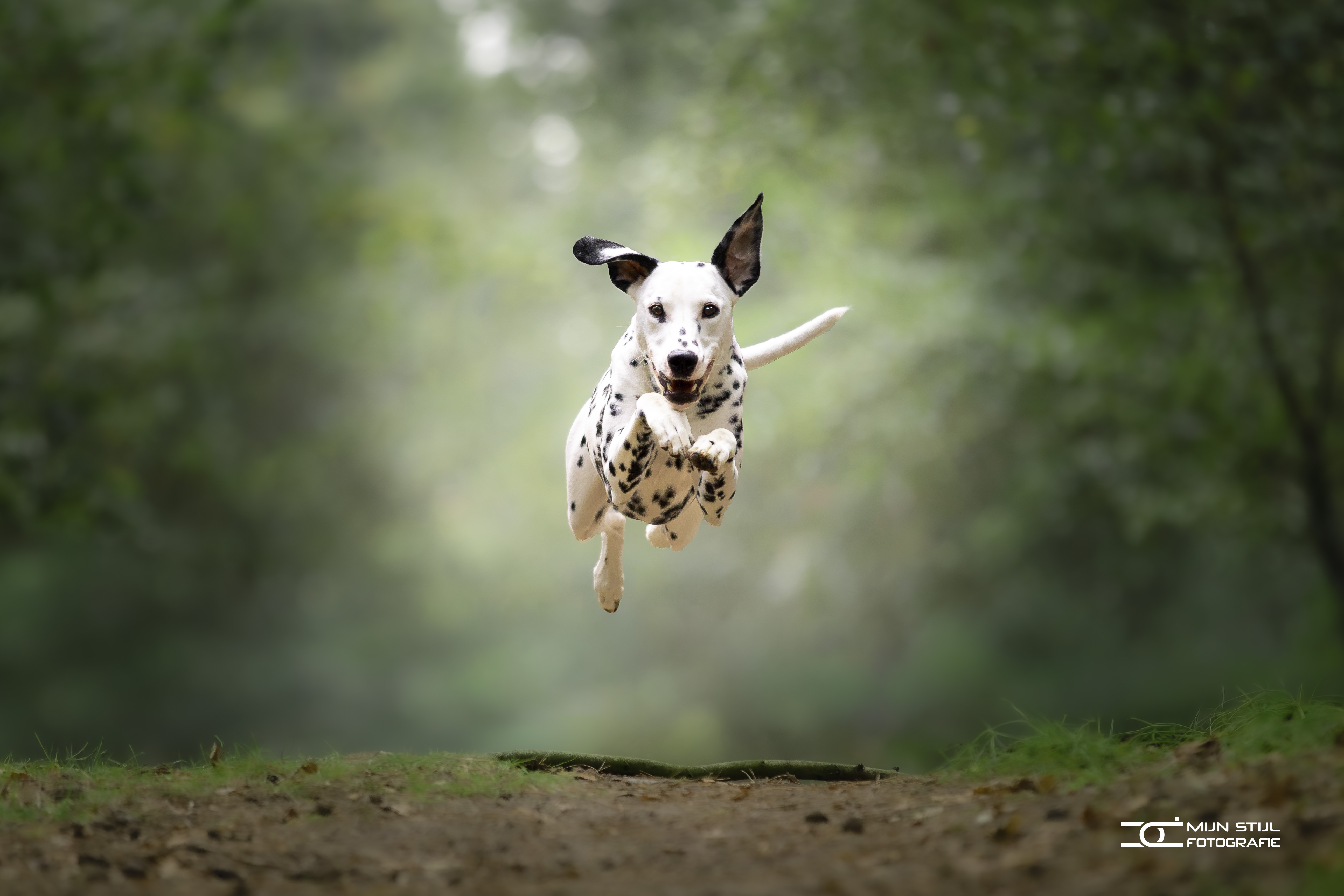 Een dalmatier springt door een groen bos, gefotografeerd door Cyrille Deuzé