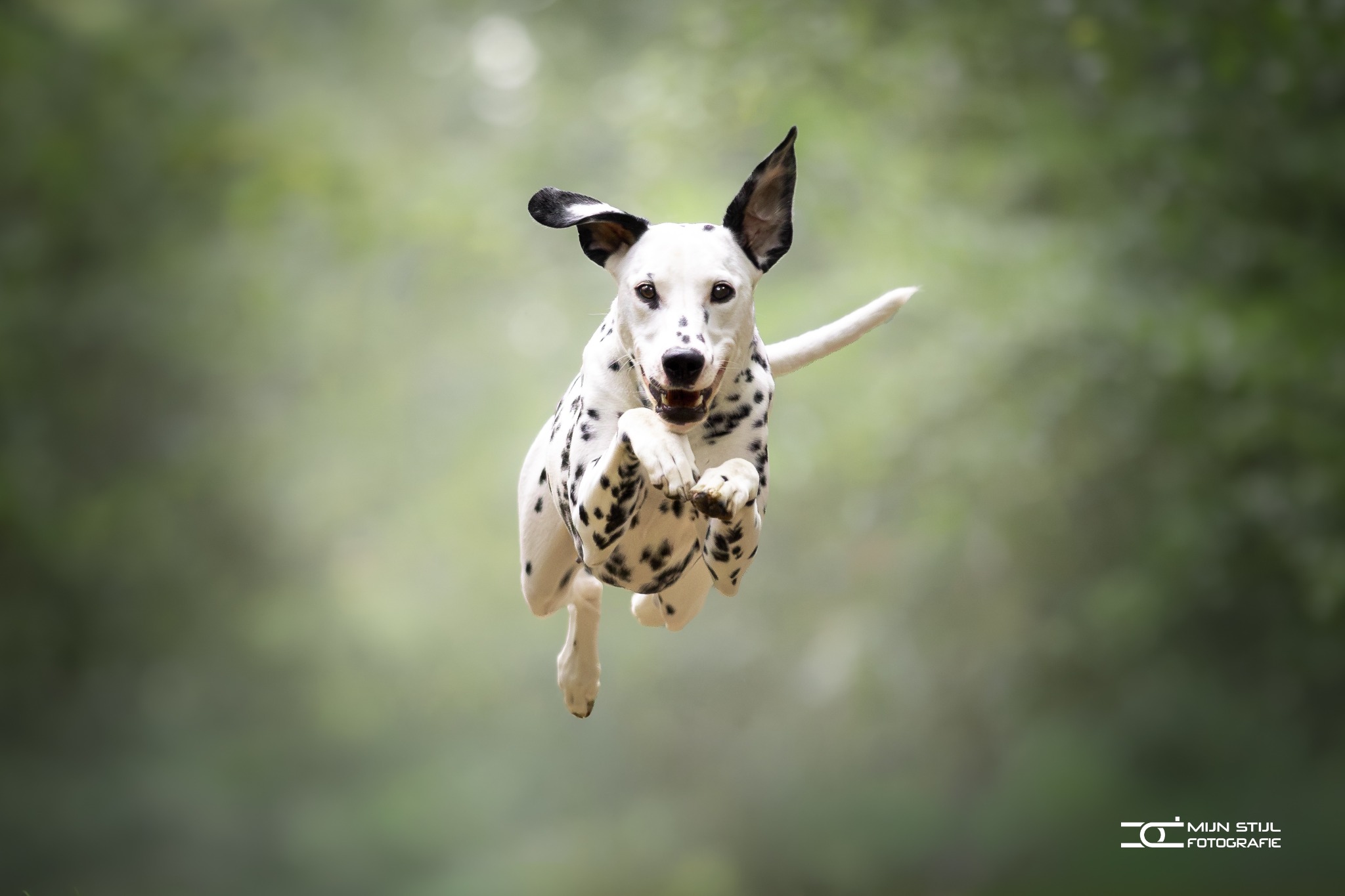 Een dalmatiër in volle sprong, gefotografeerd door Mijn Stijl Fotografie