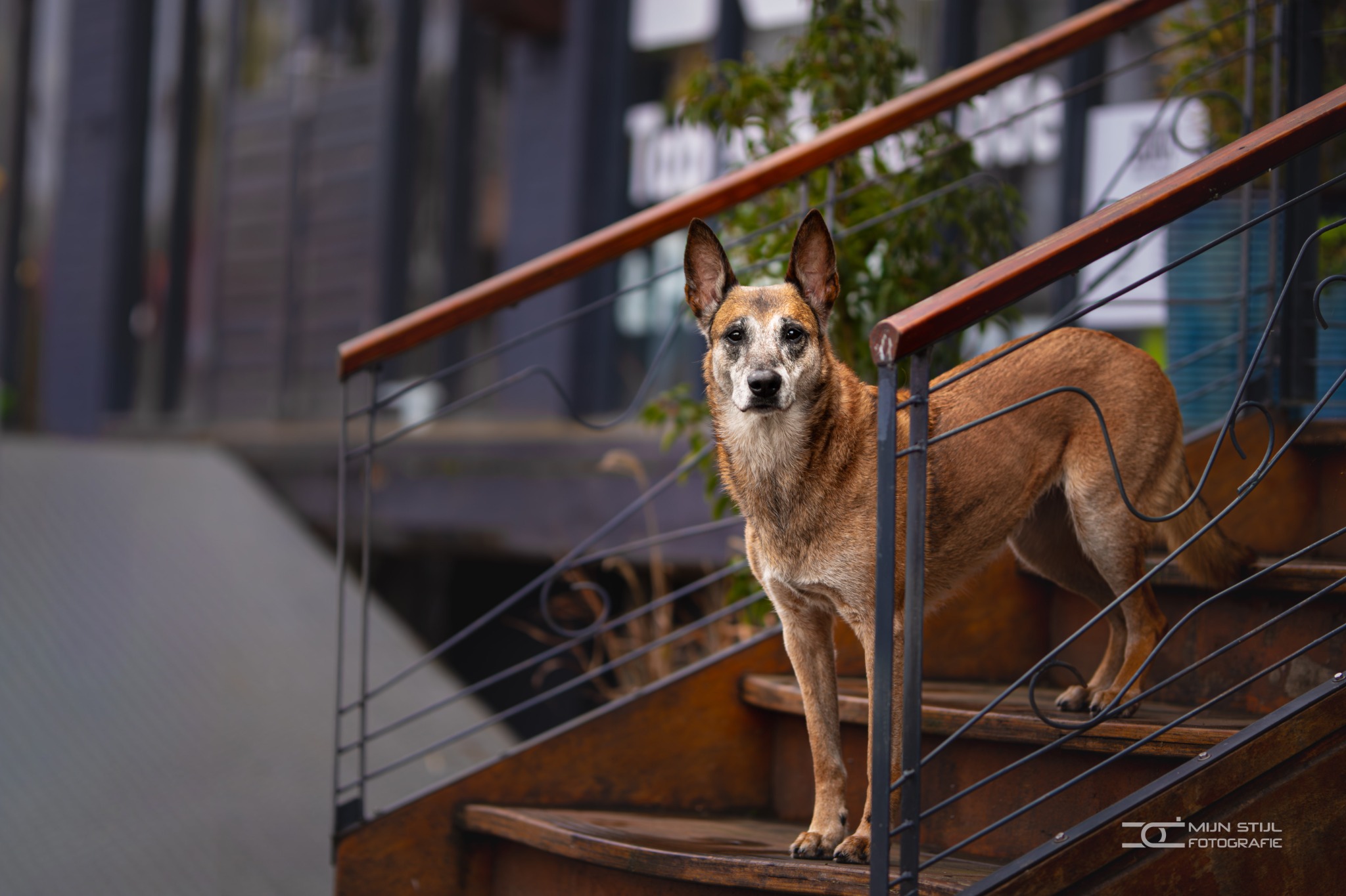 Herdershond op een roestbruine trap in een industrieel stadsdecor