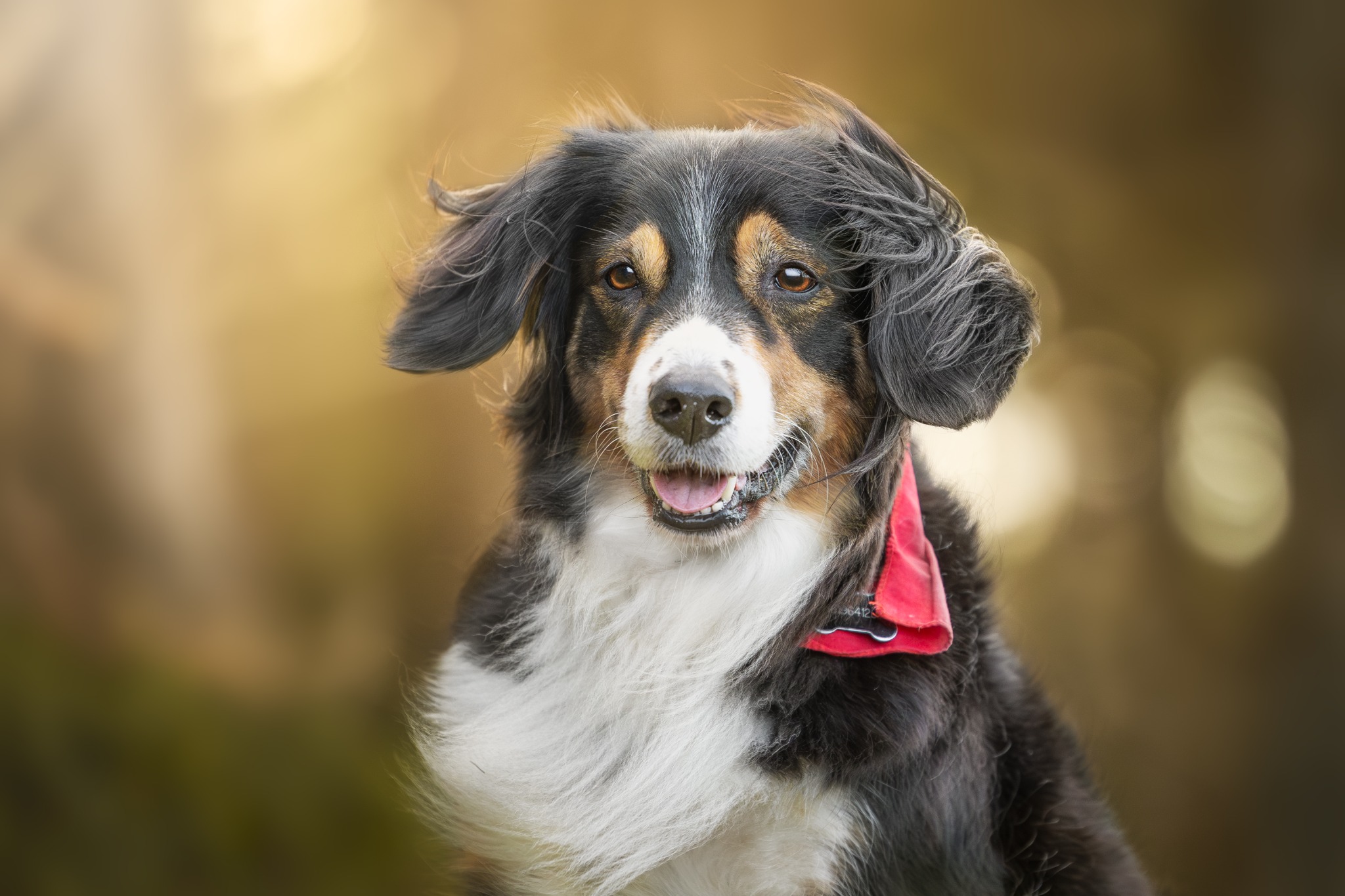 Driekleurige hond met rode halsband in warm boslicht