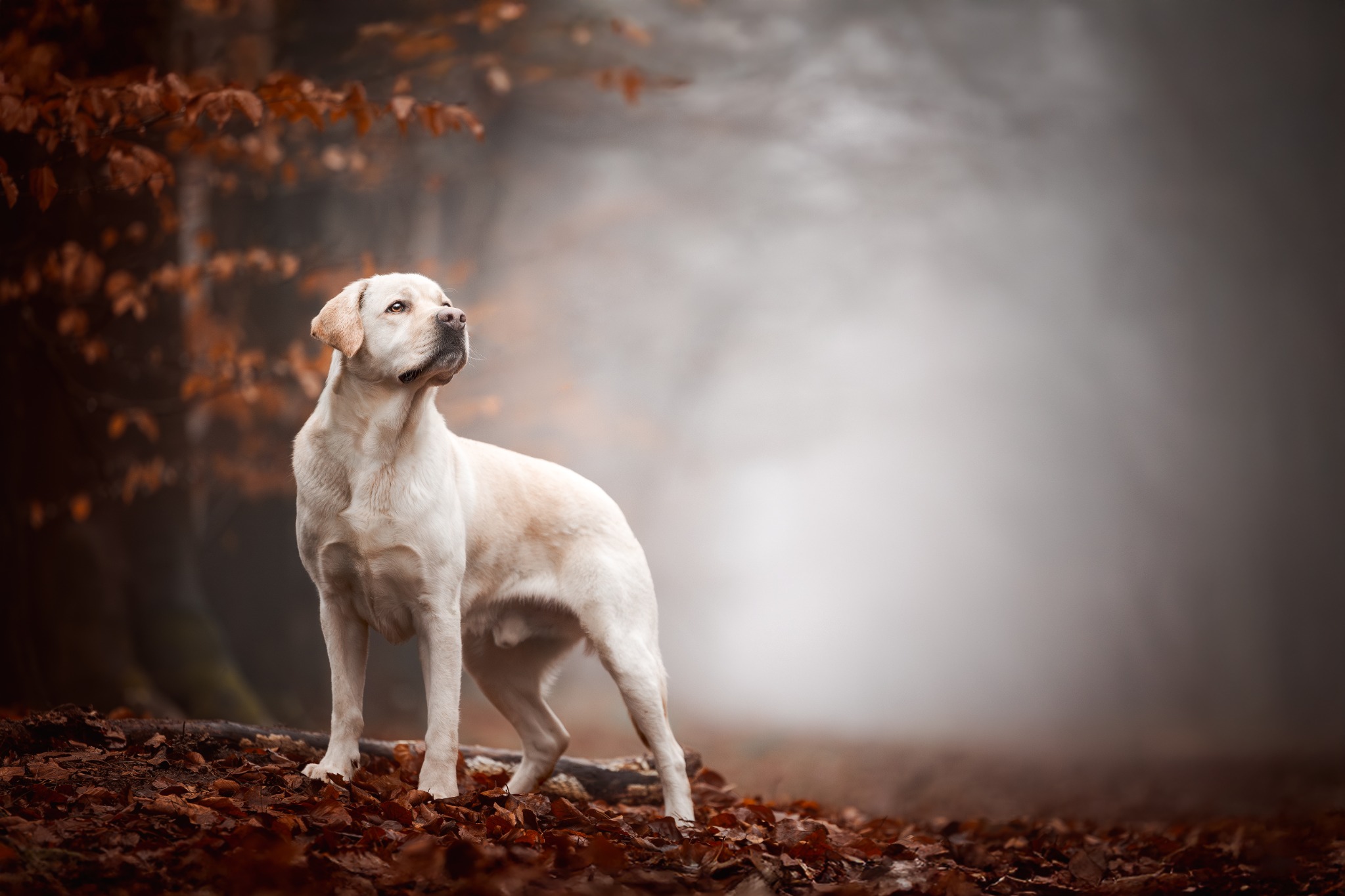Gele labrador tussen warme herfstbladeren