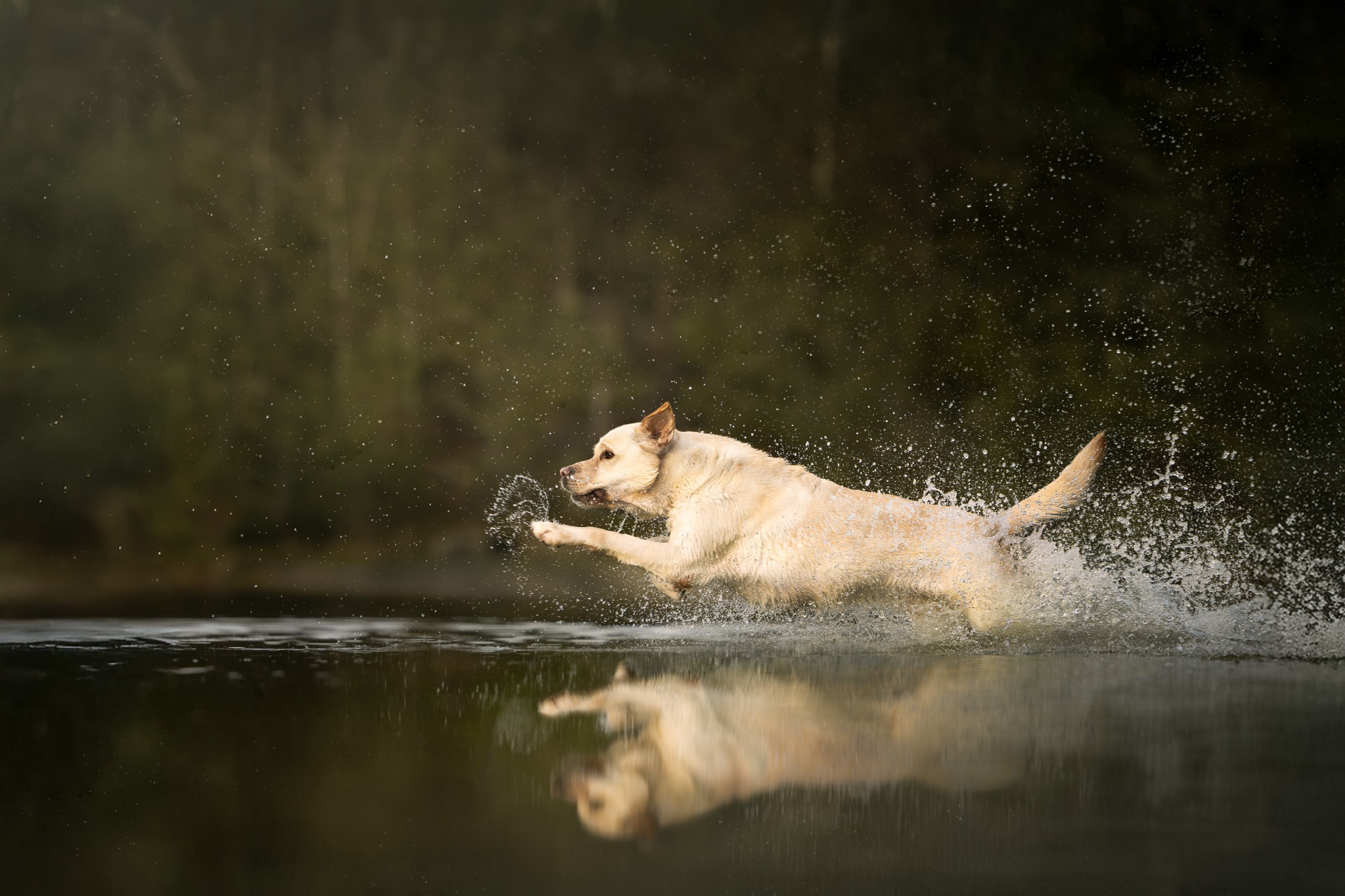 Labrador springt over het water met zijn spiegelbeeld eronder