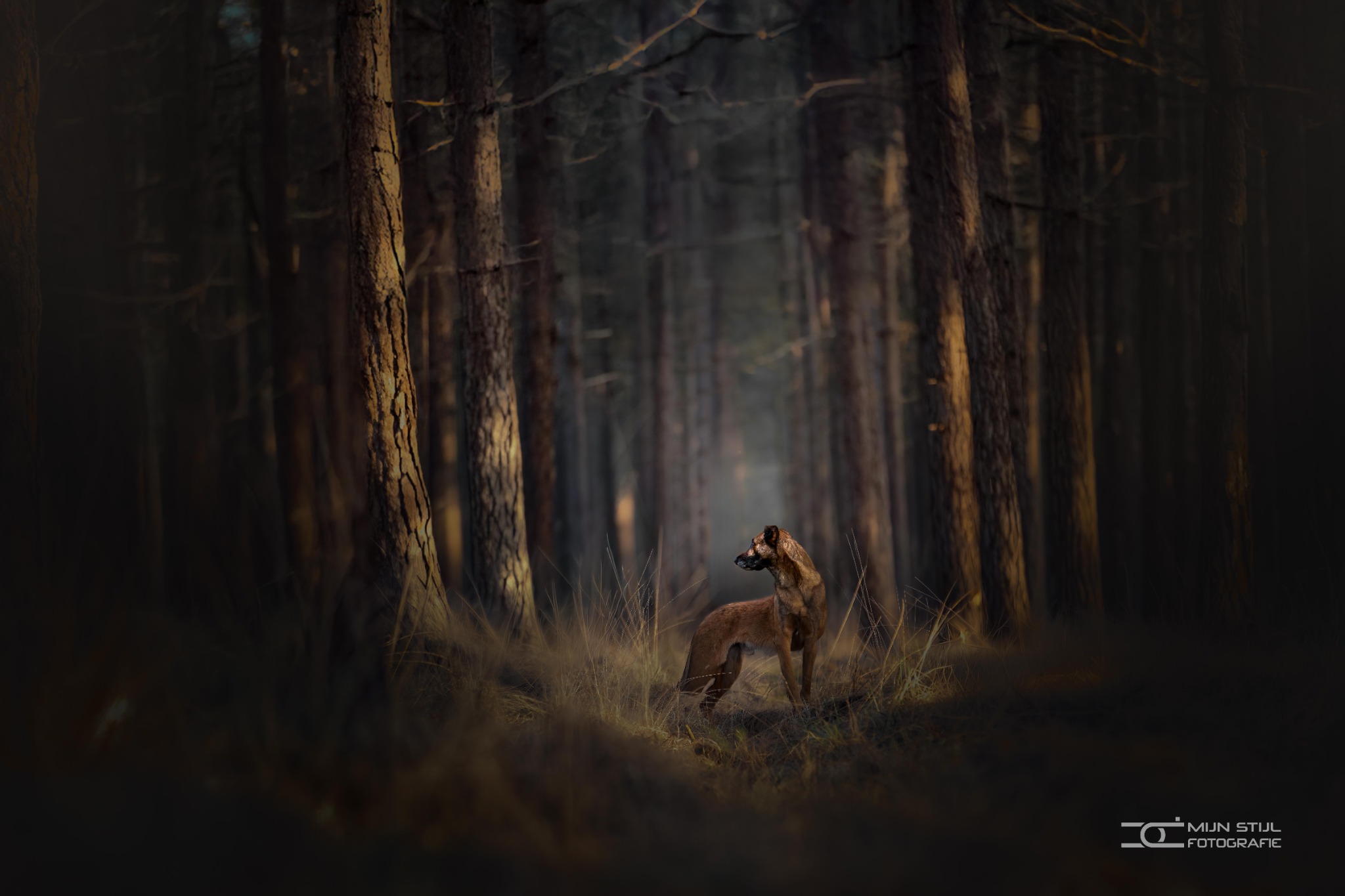 Milan in een weids donker bos met hoge bomen