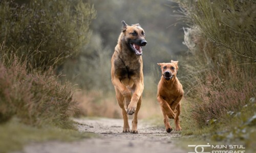 How to Success through Market Segmentation